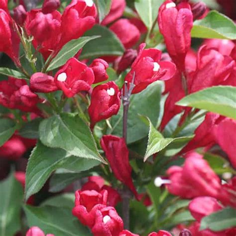 Sonic Bloom Red Old Fashioned Weigela Grown By Overdevest