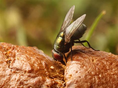Why Are Flies Attracted To Poop