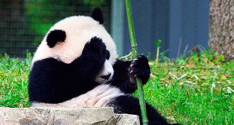Osos Panda Y El Misterio De Por Qué Sobreviven Comiendo Bambú