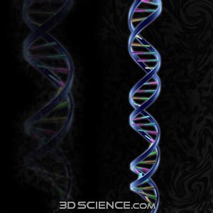 It shows how both strands of the dna helix are unzipped and copied to produce two identical dna mole. DNA 3D Models