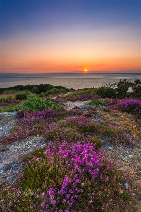 Purple Heather Sunset Beautiful Landscapes Landscape Nature Photography