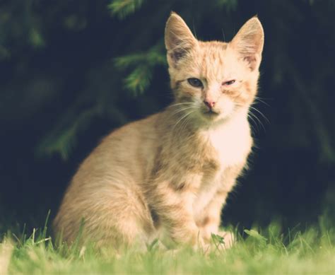 5 Tips To Finding Your Lost Cat Cats And Meows