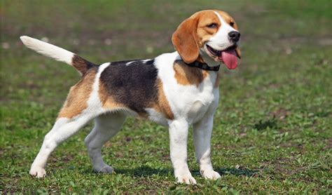 Beagle Dog