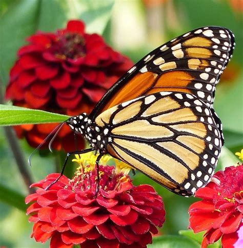 What flowers do butterflies like most. Which Flowers Do Monarch Butterflies Like? | Monarch ...