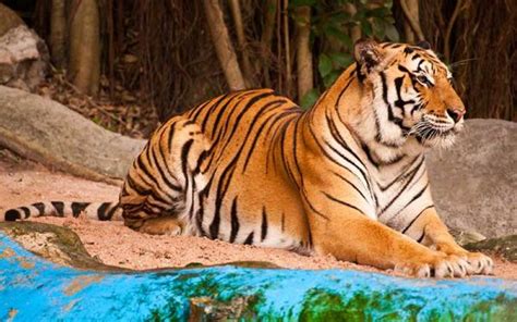 Tigre De Bengala Caracter Sticas Que Comen Donde Viven