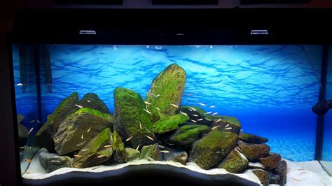 My 60 Gallon Freshwater Reef Tank Aquariums
