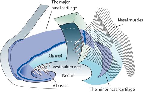 The Role Of Nasal Carriage In Staphylococcus Aureus Infections The