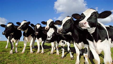Ganado Holstein Que Es Origen Características Reproducción Y Más