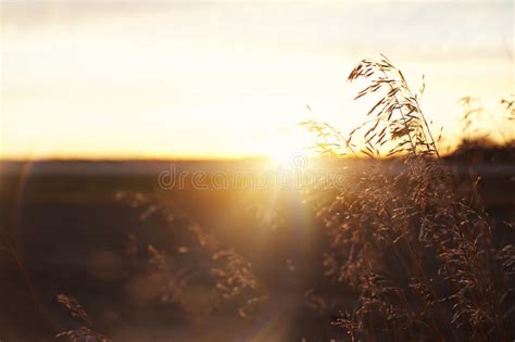 Wheatgrains On A Prairie Sunset Lens Flare Stock Photo Image Of