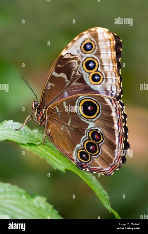 Mariposa Morfo Azul Común Fotos E Imágenes De Stock Alamy