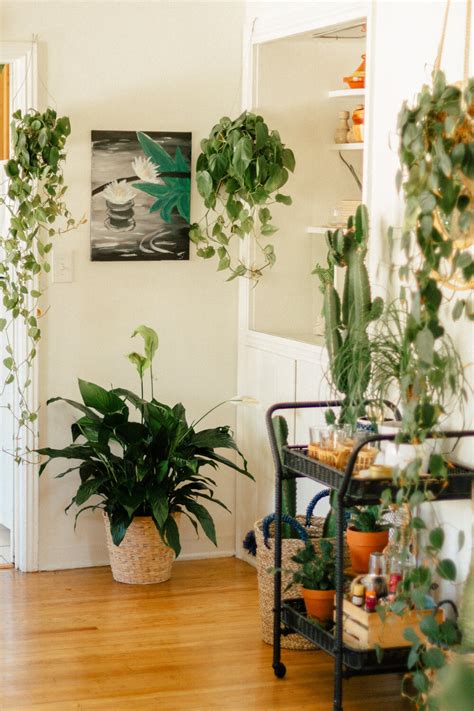 Creating A Plant Oasis At Home — Black And Blooms