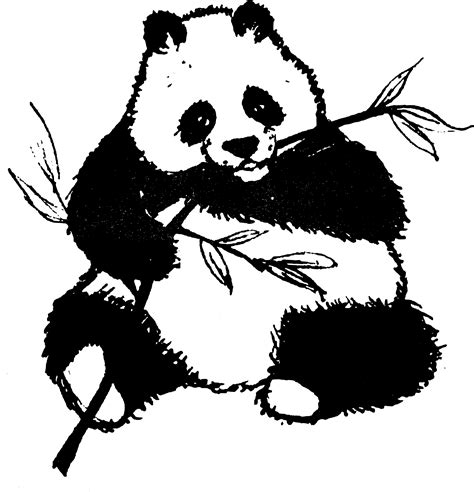 Panda Chewing Leaves Vector Graphic Image Free Stock Photo Public