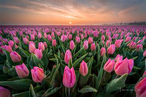 Pink Tulip Field At Sunset Hd Wallpaper Background Image 1922x1280