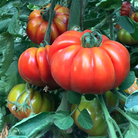Super Marmande Tomato Seeds Heirloom Organic Tims Tomatoes