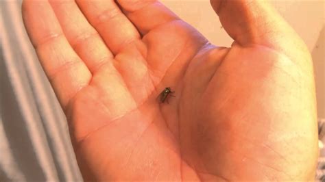 Caught A Fly In My Hand And Made A Friend Youtube