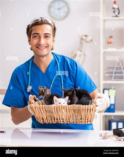 The Vet Doctor Examining Kittens In Animal Hospital Stock Photo Alamy