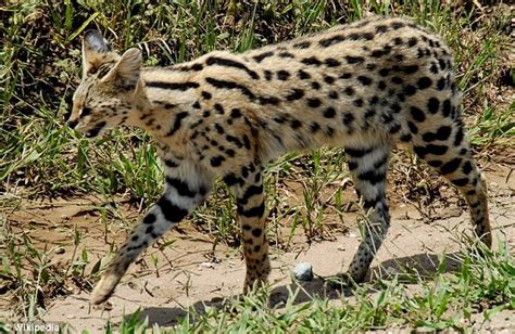 African Wild Cat Crossbreed That Looks Like A Domestic Cheetah And