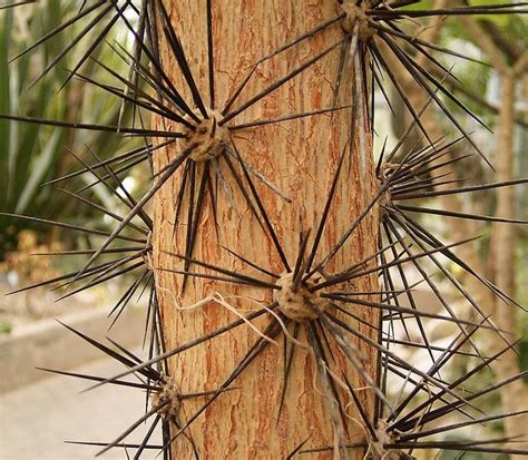 Thorns Spines And Prickles Wikipedia Plantas Raras Estacas Plantas