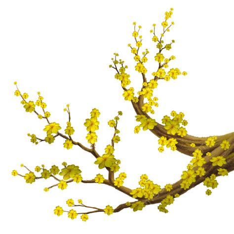 Apricot Blossom Yellow Hd Transparent Yellow Apricot Blossoms Yellow