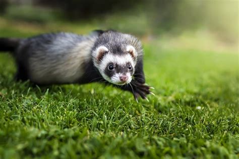 Weasel Vs Ferret Whats The Difference With Pictures Pet Keen
