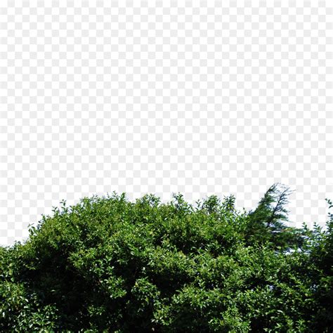 Arbusto Planta árvore png transparente grátis
