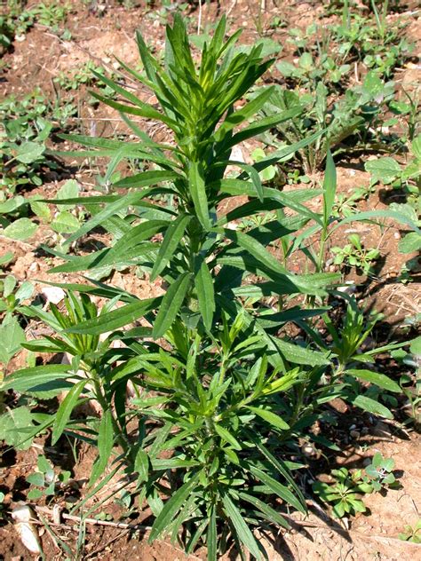 Horseweed Sare