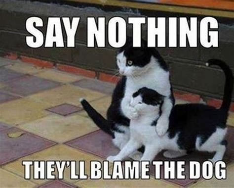 55 Funniest Cat Memes Ever Will Make You Laugh Right Meow Funny Cat