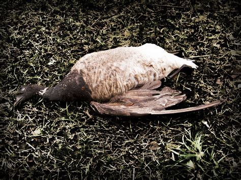 Dead Goose By The Side Of The Road At Plum Beach And The B Flickr