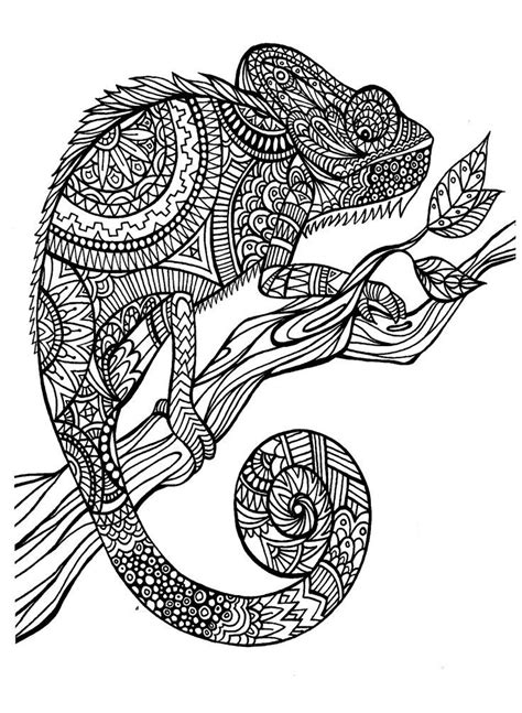 Detailed Animal Colouring Pages Clip Art Library