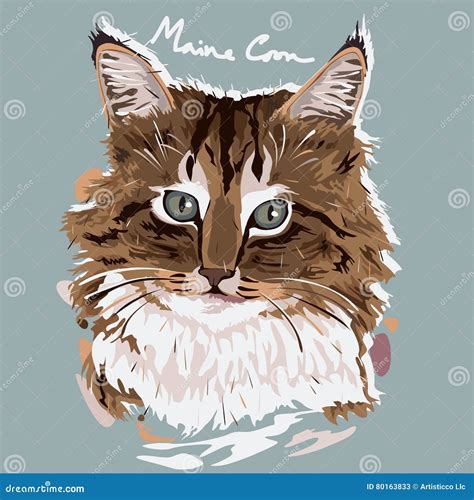 Maine Coon Painting Poster Stock Vector Illustration Of Drawing 80163833