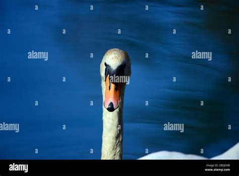 Mute Swan Portrait Stock Photo Alamy