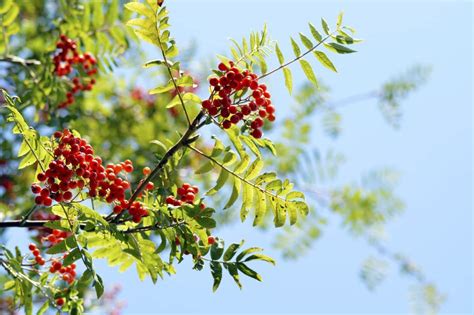 Rowan Tree Meaning And Symbolism Protection And Freedom