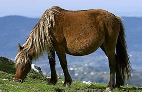 asturcon horse breeds horse coat colors horses