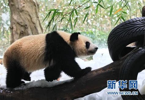 Panda Population Surges In Sw Chinas Yaan Peoples Daily Online