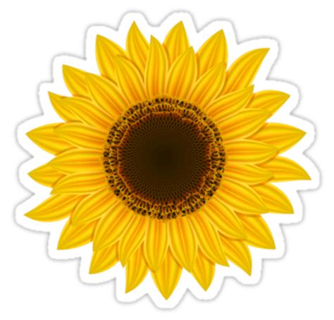 Download High Quality Sunflower Clip Art Colorful
