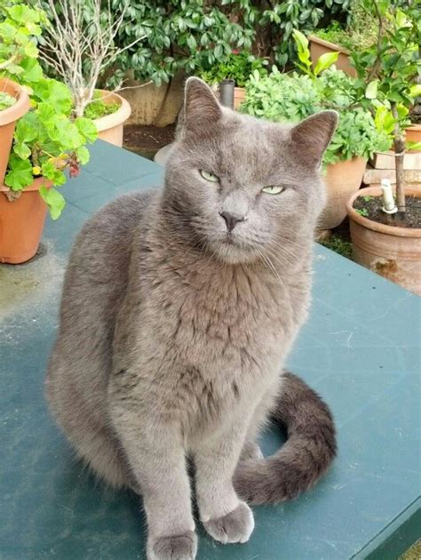 A Gray Cat Sitting On Top Of A Table Next To Potted Plants