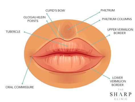 Lip Anatomy Tubercle