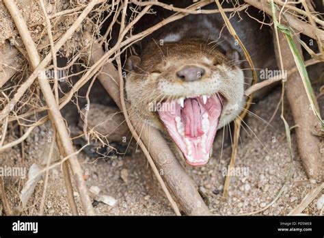 Close Up Of Smooth Coated Otter Yawning After A Sleep Underground In A