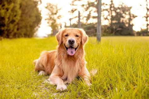 An Adult Golden Retriever Dog At The Park Stock Image Image Of