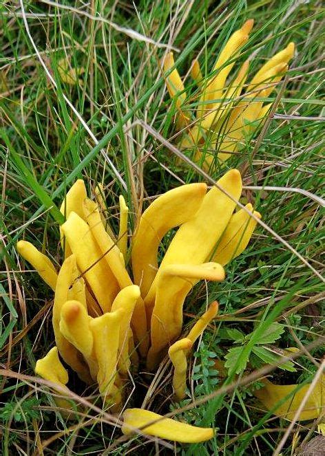 Yellow dotted fungus is a food item that drops from fully matured and undecayed yellow dotted fungus crops. Species of the Month - Clavulinopsis fusiformis - Golden ...