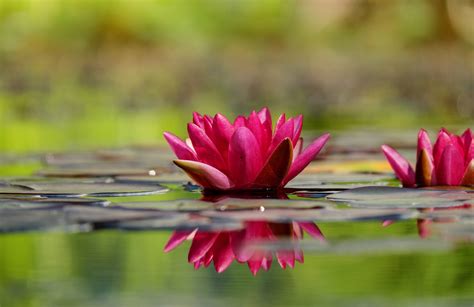Water Lily 4k Ultra Hd Wallpaper Background Image 4850x3145 Id