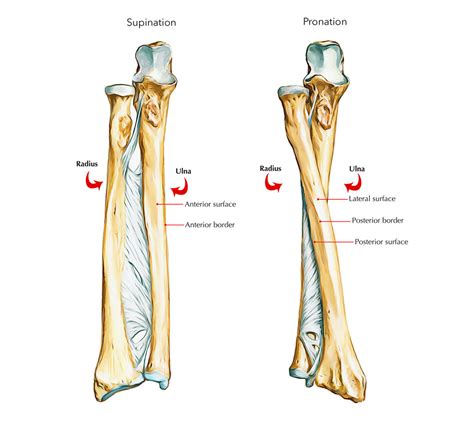 Obvious tuberosity in the proximal half of the bone coronoid process: Easy Notes On 【Ulna】Learn in Just 4 Minutes! - Earth's Lab