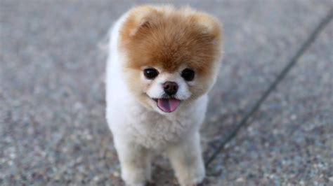 World S Cutest Dog Dies Of A Broken Heart Cka Forums