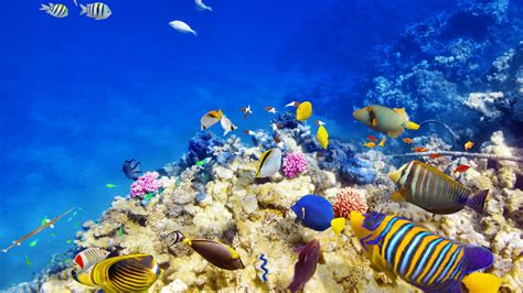 627 Coral Reef Paradise 4k Rare Gallery Hd Wallpapers