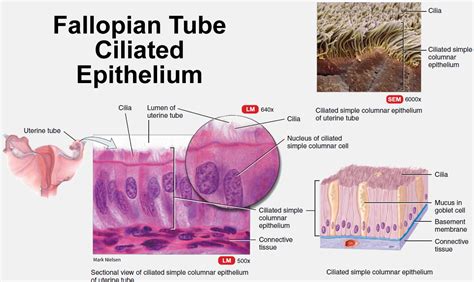 Fallopian Tube Function Pregnancy Blocked Fallopian Tube