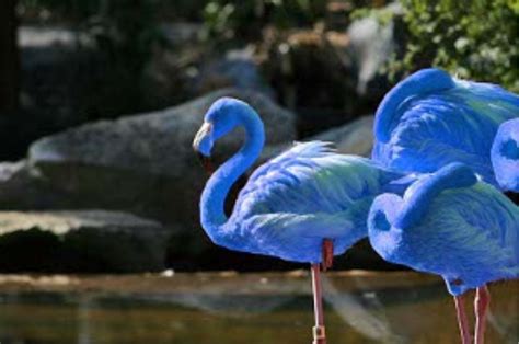 South American Blue Flamingo Flamingo Exotic Birds Animals Beautiful