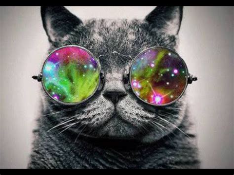 Pin By Kobe Shewry On Swag Stuff Cat Glasses Galaxy Cat Cool Cats