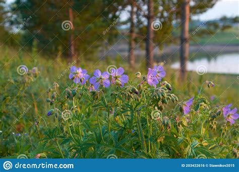 Flowers Geranium Meadow In The Forest In The Sunlight Stock Photo