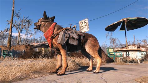 Fallout 4 Dogmeat Wallpaper