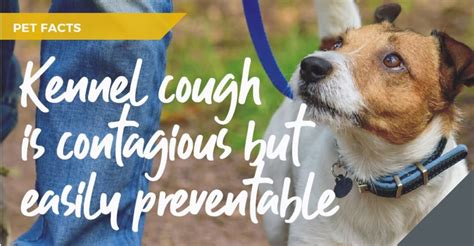 Kennel Cough Myths And Facts Blythwood Vets